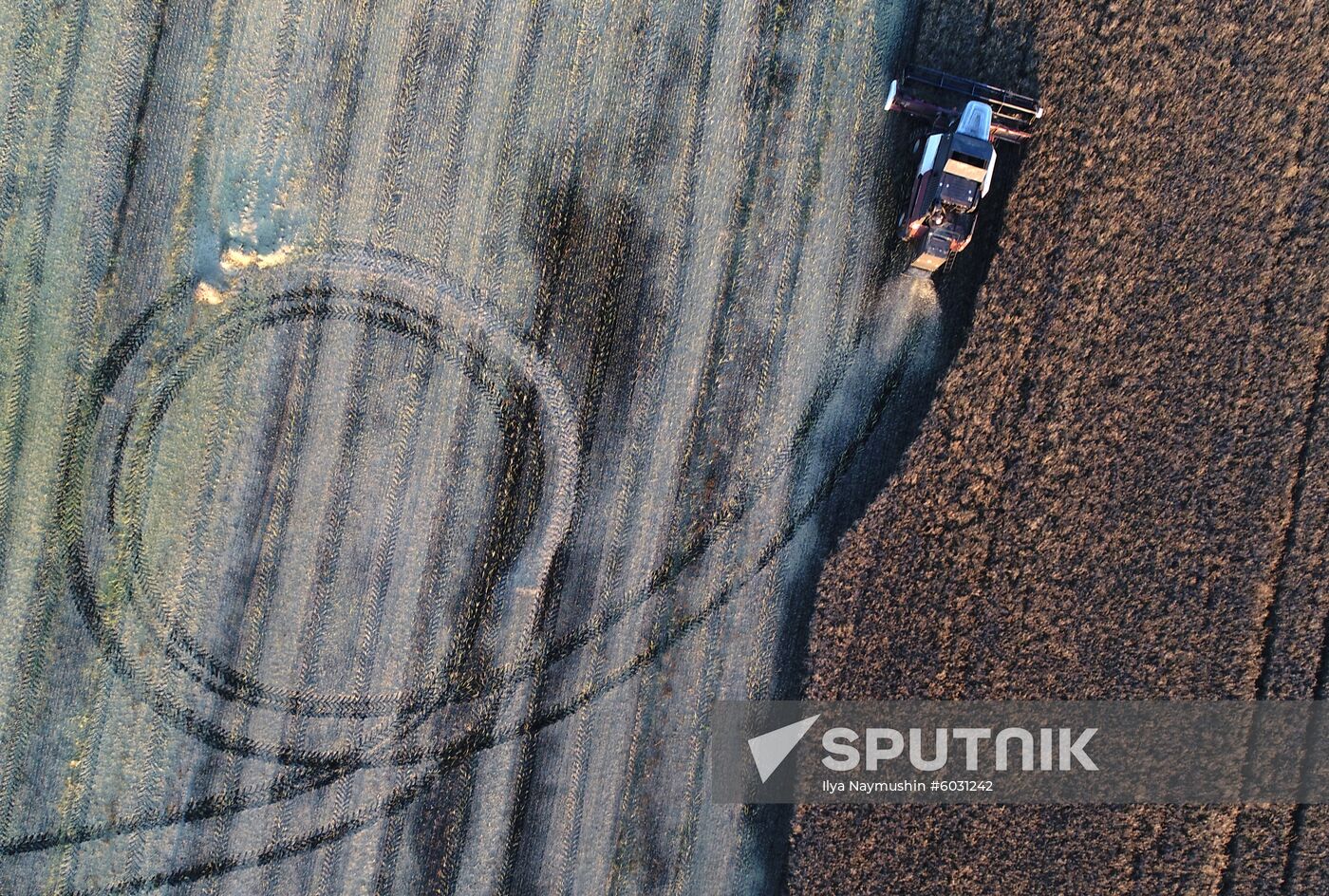 Russia Rapeseed Harvest