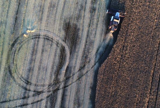 Russia Rapeseed Harvest