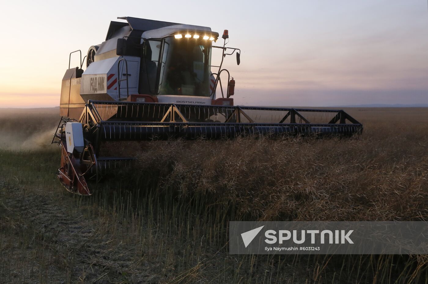 Russia Rapeseed Harvest