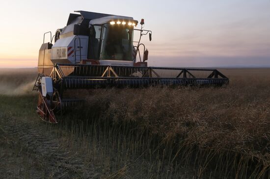 Russia Rapeseed Harvest