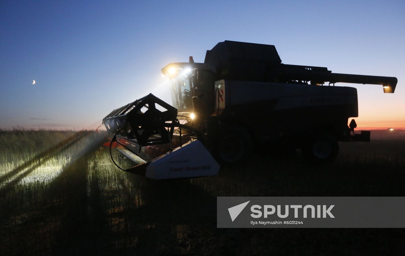 Russia Rapeseed Harvest