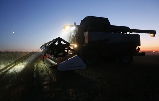 Russia Rapeseed Harvest