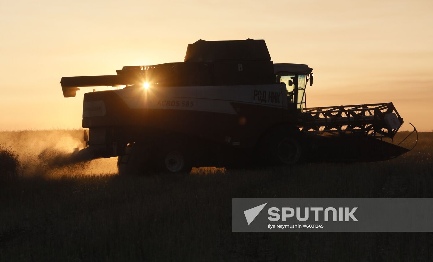 Russia Rapeseed Harvest