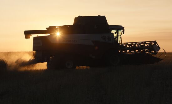 Russia Rapeseed Harvest