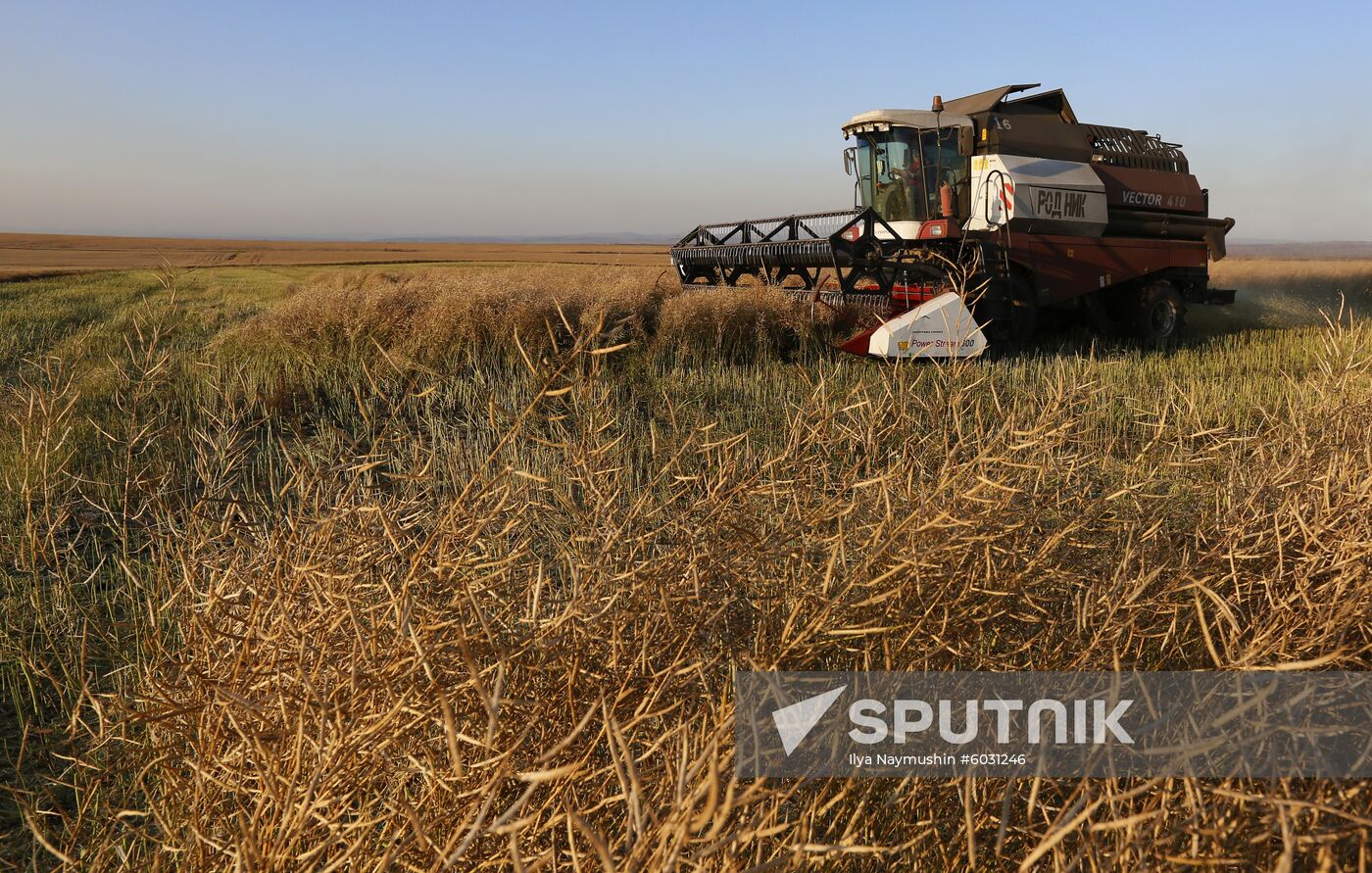 Russia Rapeseed Harvest