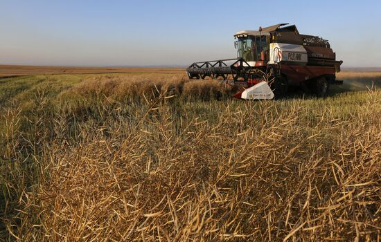 Russia Rapeseed Harvest