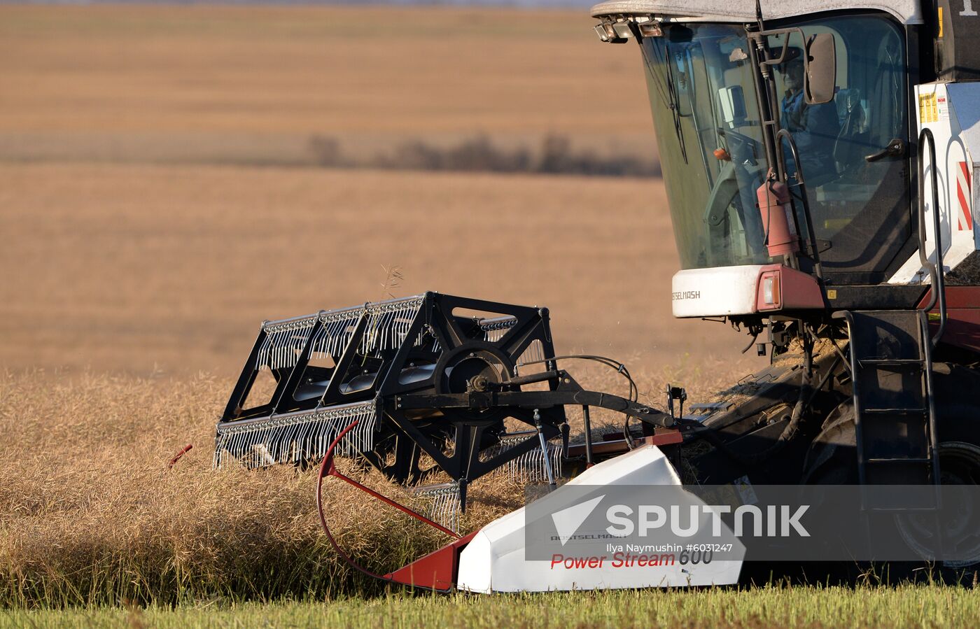 Russia Rapeseed Harvest