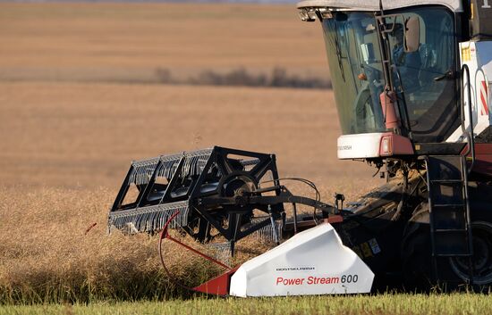 Russia Rapeseed Harvest