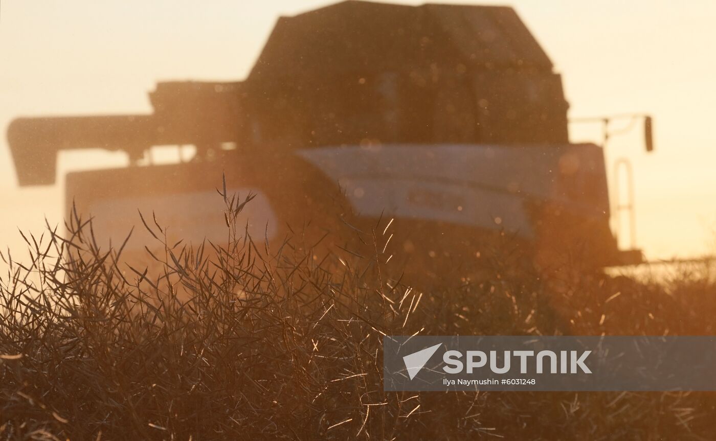 Russia Rapeseed Harvest