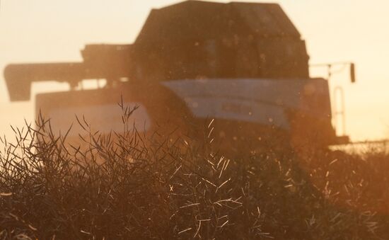 Russia Rapeseed Harvest
