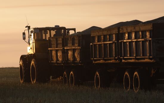 Russia Rapeseed Harvest