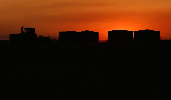 Russia Rapeseed Harvest