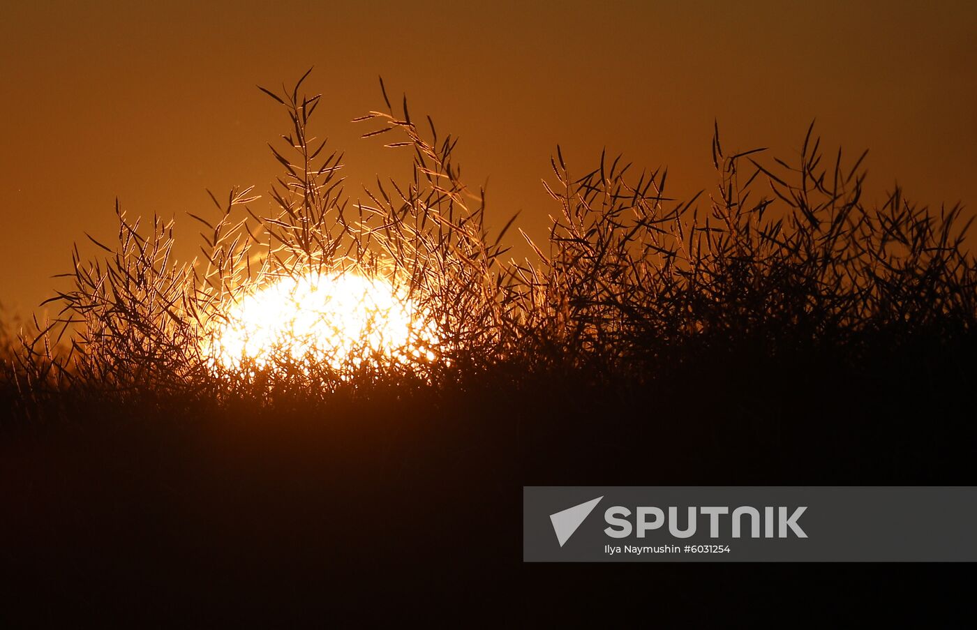 Russia Rapeseed Harvest