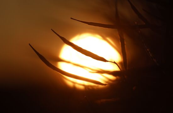 Russia Rapeseed Harvest
