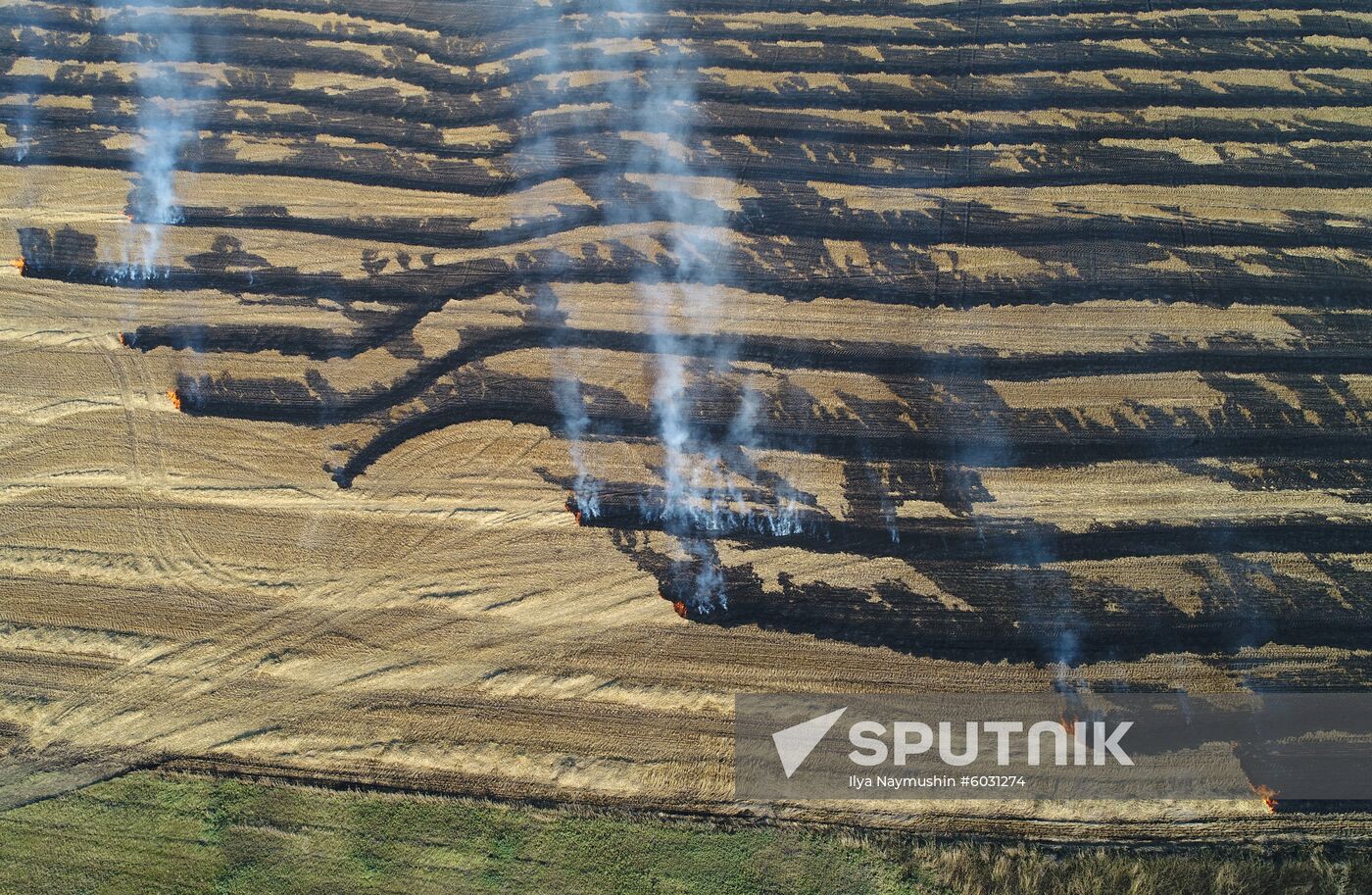 Russia Rapeseed Harvest