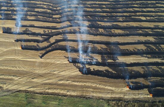 Russia Rapeseed Harvest