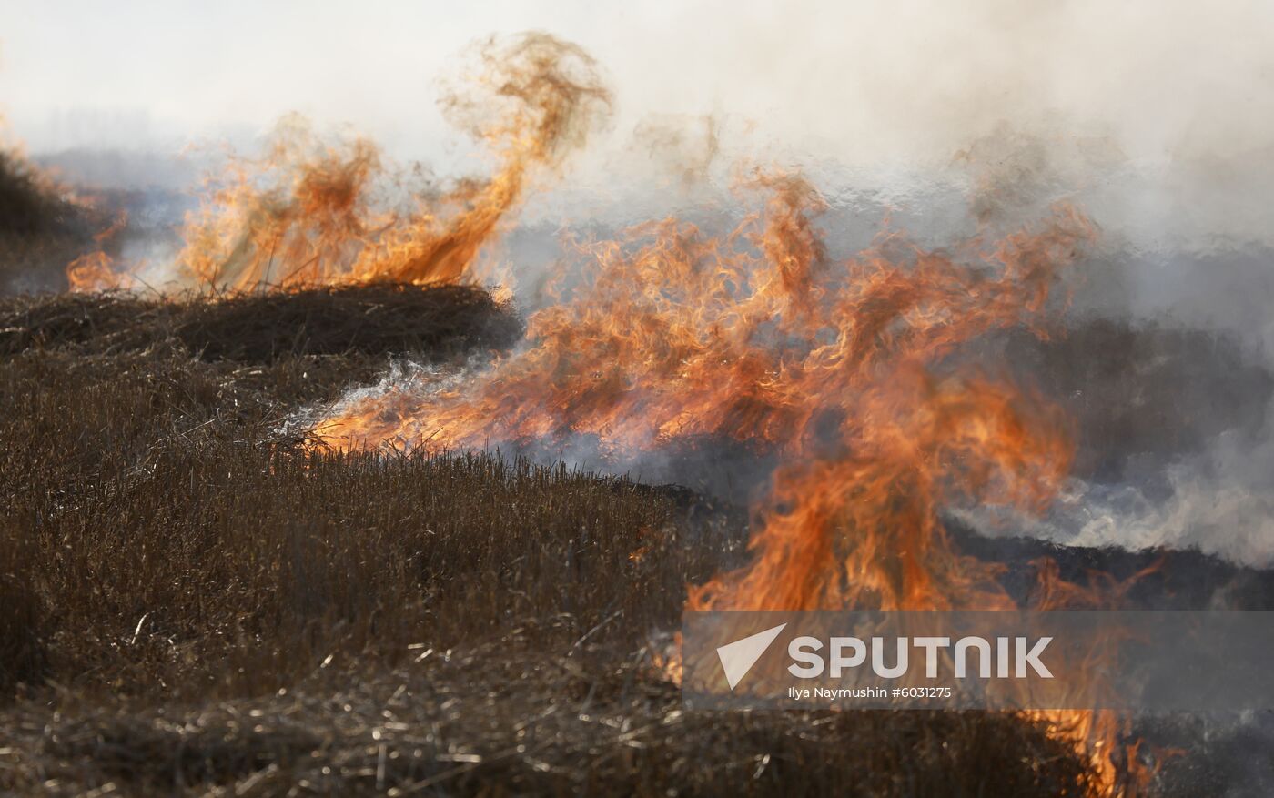 Russia Rapeseed Harvest