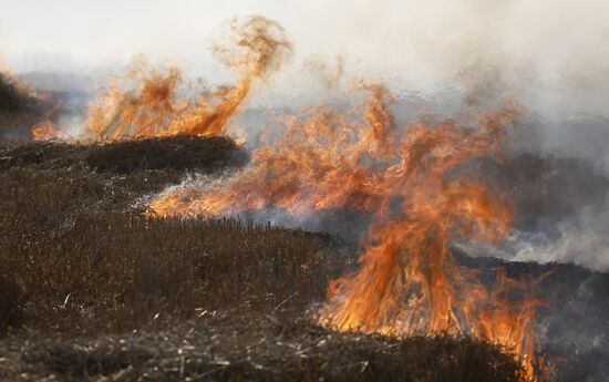Russia Rapeseed Harvest