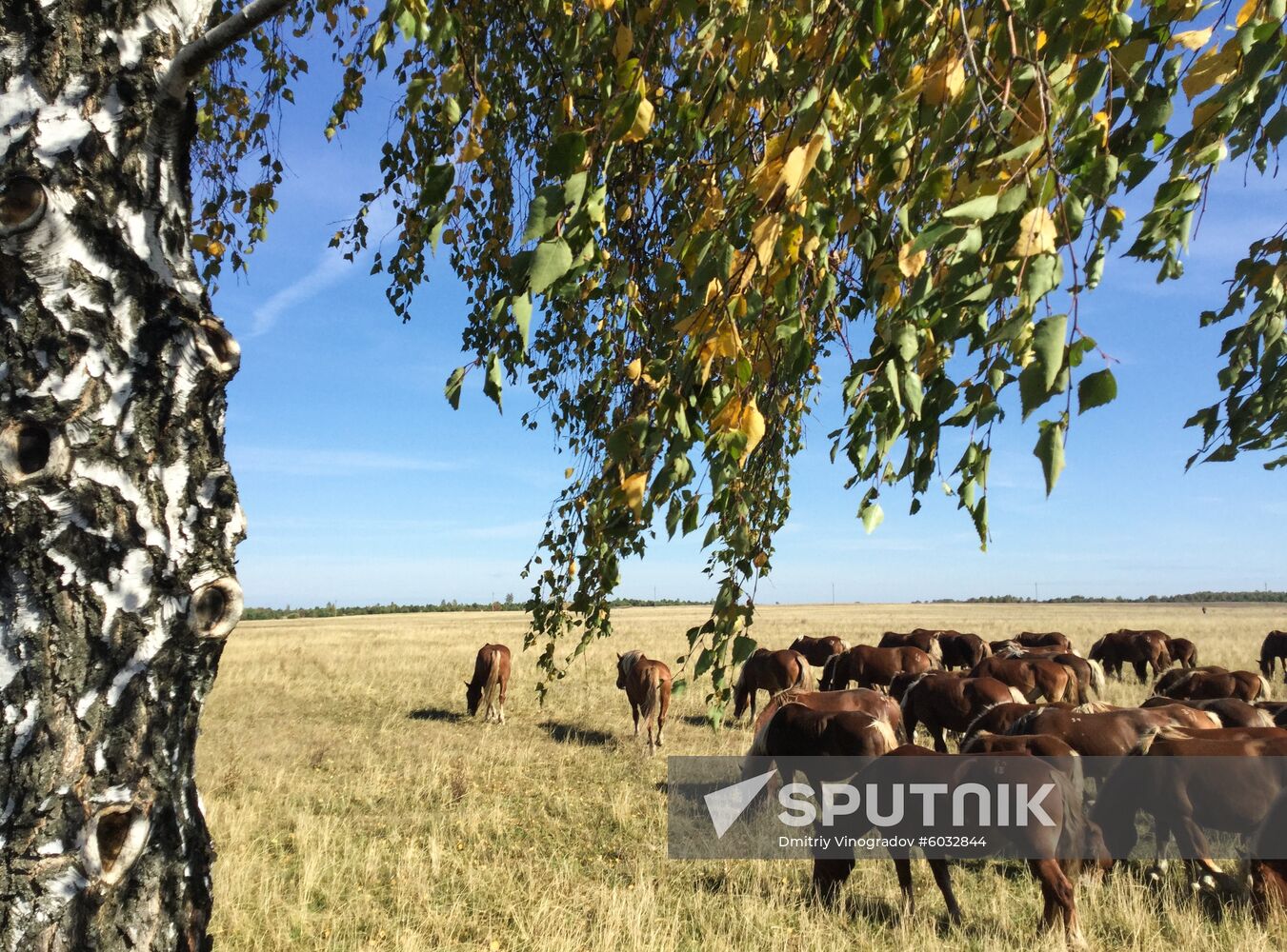 Belarus Radioecological Reserve