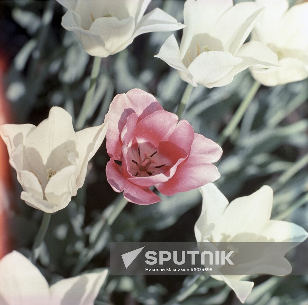 Tuplips in Moscow State University Botanical Garden