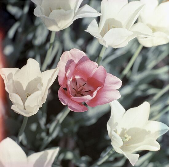 Tuplips in Moscow State University Botanical Garden