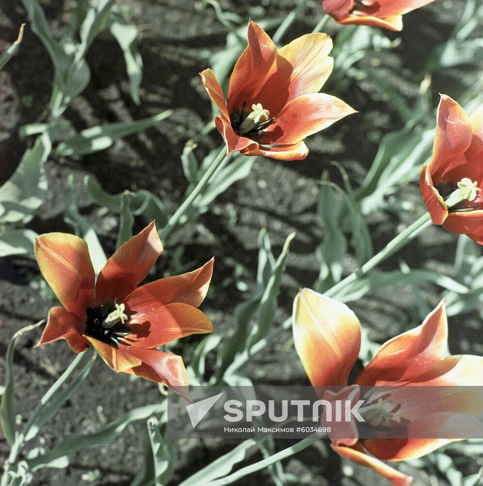 Tuplips in Moscow State University Botanical Garden