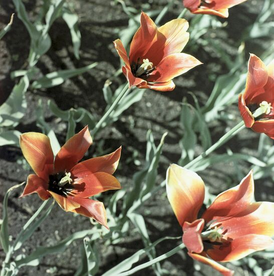 Tuplips in Moscow State University Botanical Garden