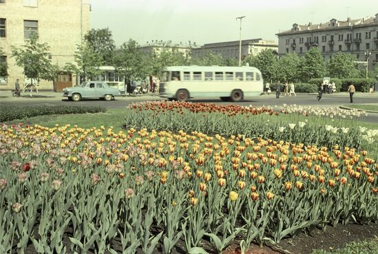 Tulips at Moscow State University's Botanic Garden