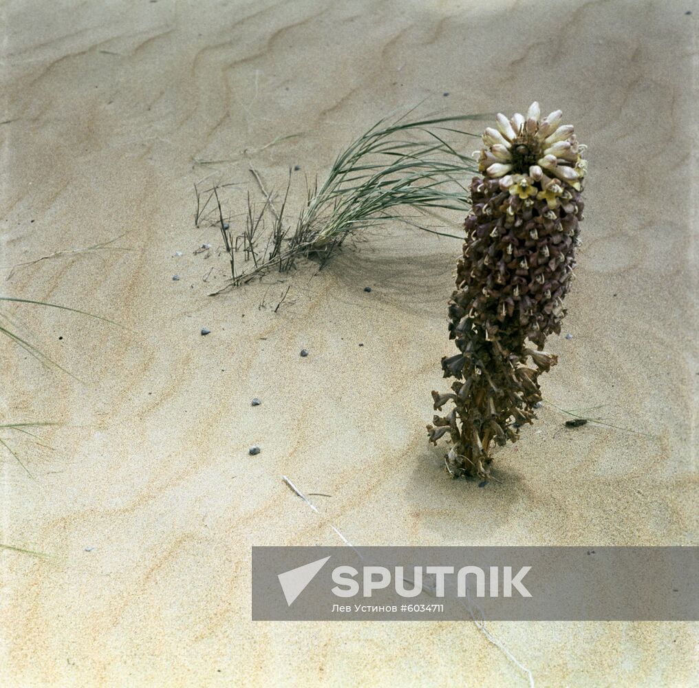 Karakum Desert