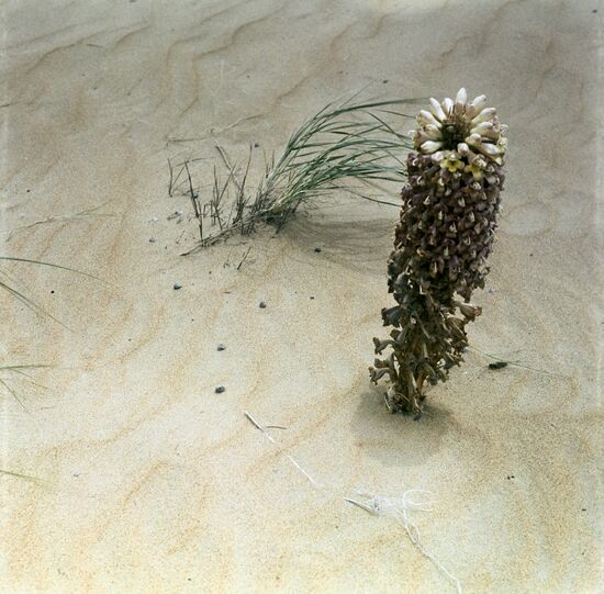 Karakum Desert