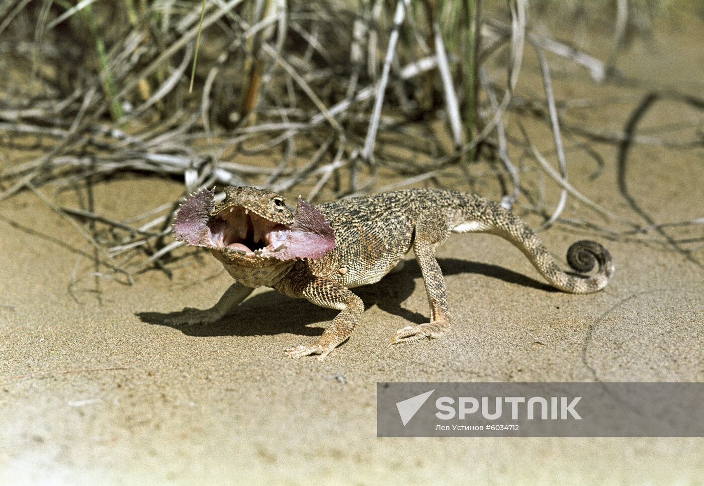 Karakum Desert
