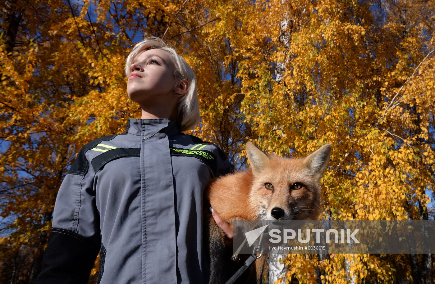 Russia Domesticated Fox 