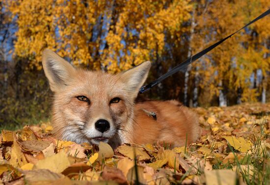 Russia Domesticated Fox 