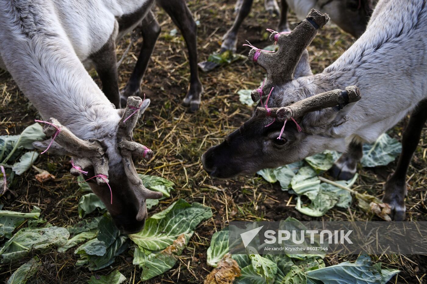 Russia Alygdzher Village