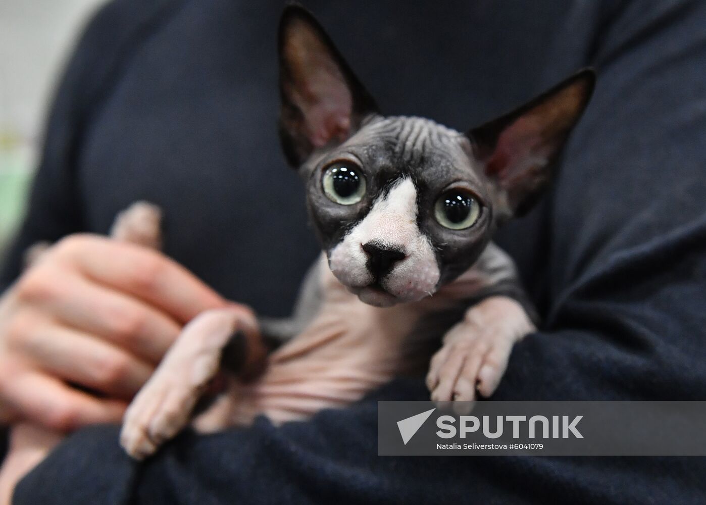 Russia Cats Show