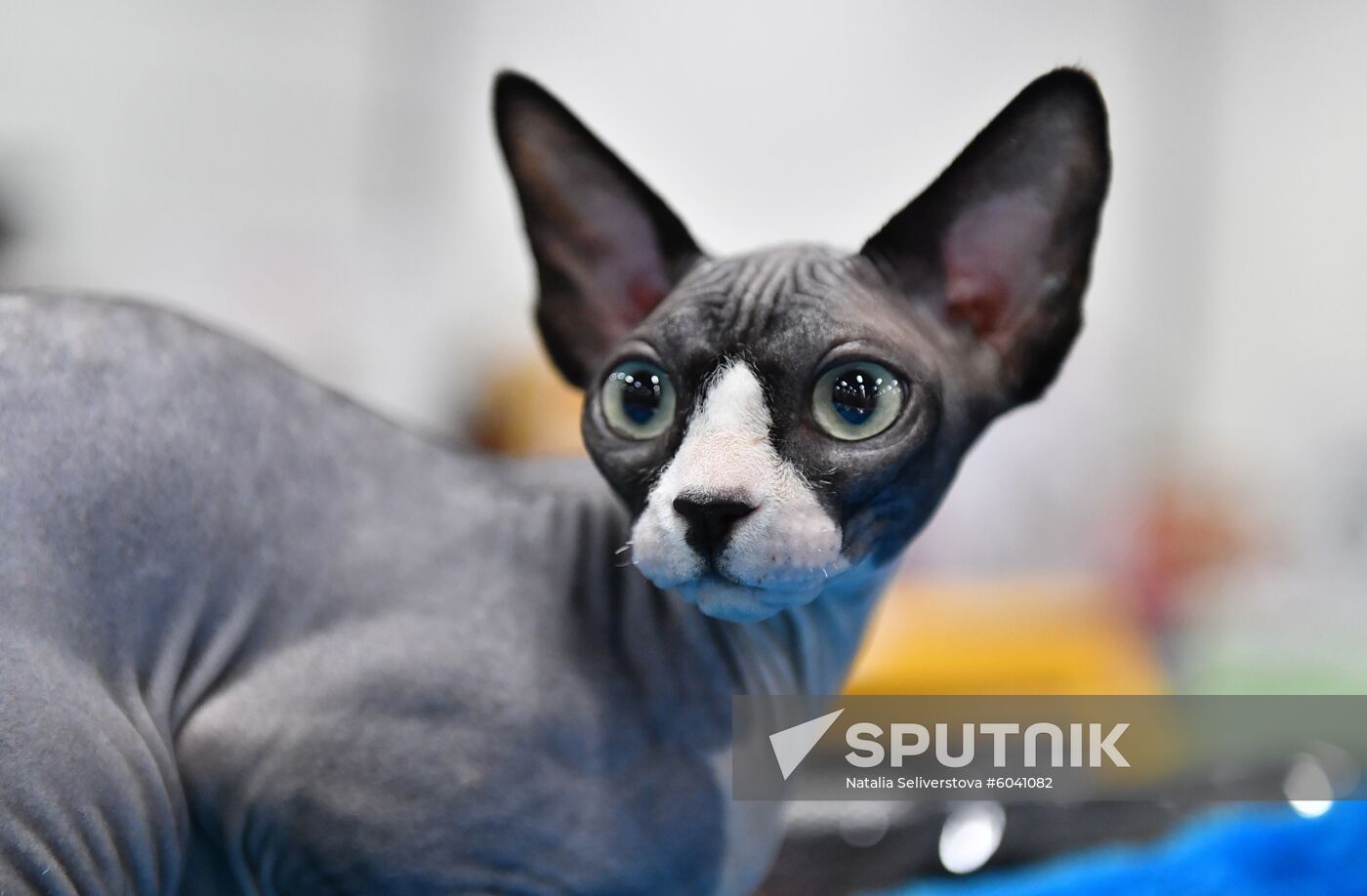 Russia Cats Show