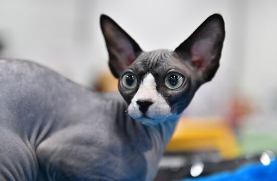 Russia Cats Show