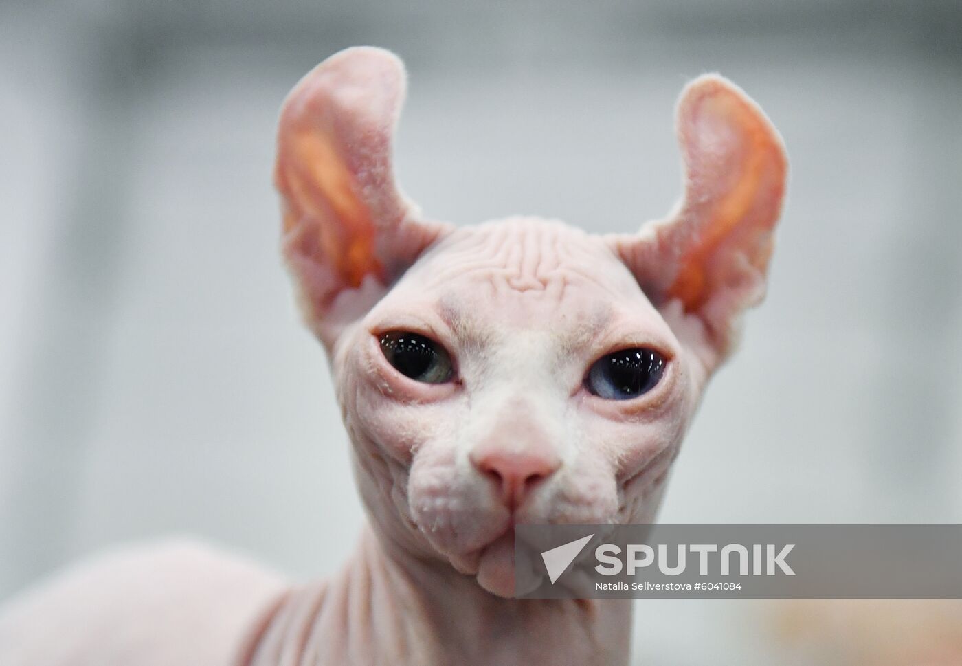 Russia Cats Show