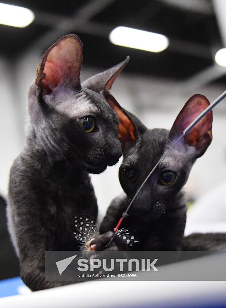 Russia Cats Show