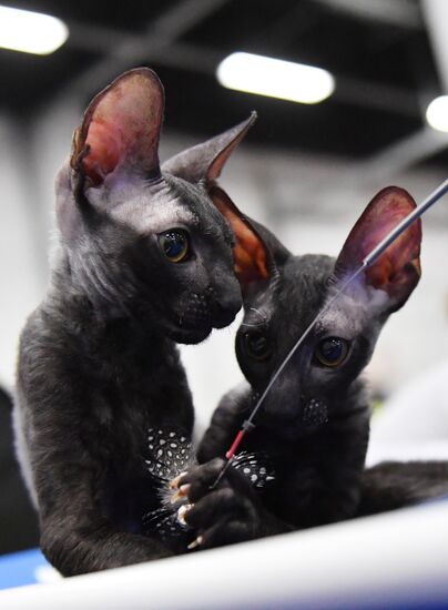 Russia Cats Show