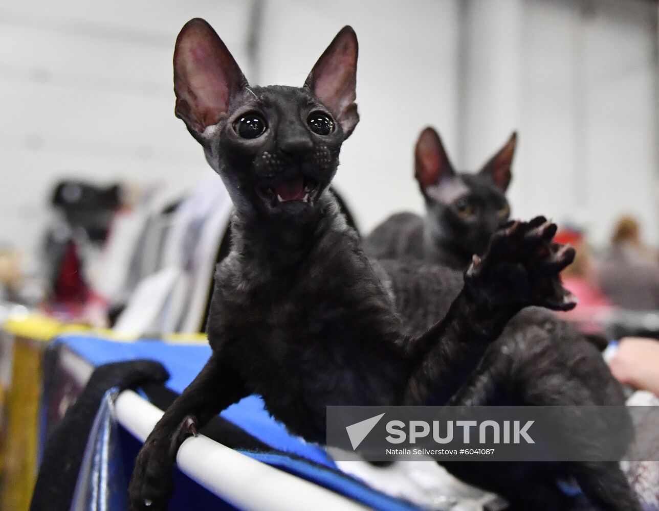 Russia Cats Show