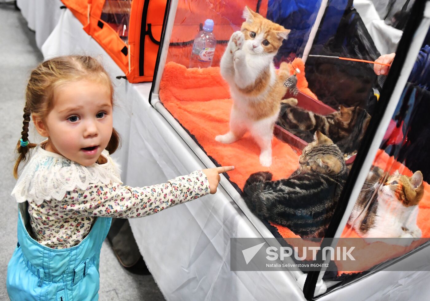 Russia Cats Show