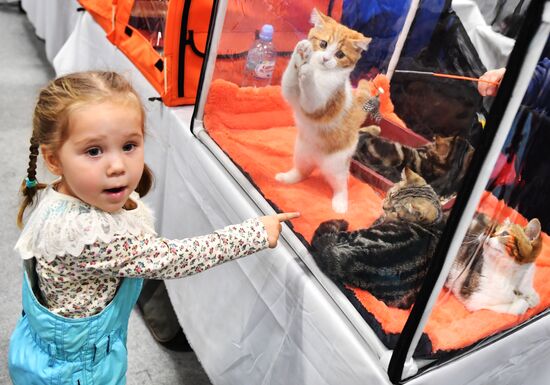 Russia Cats Show