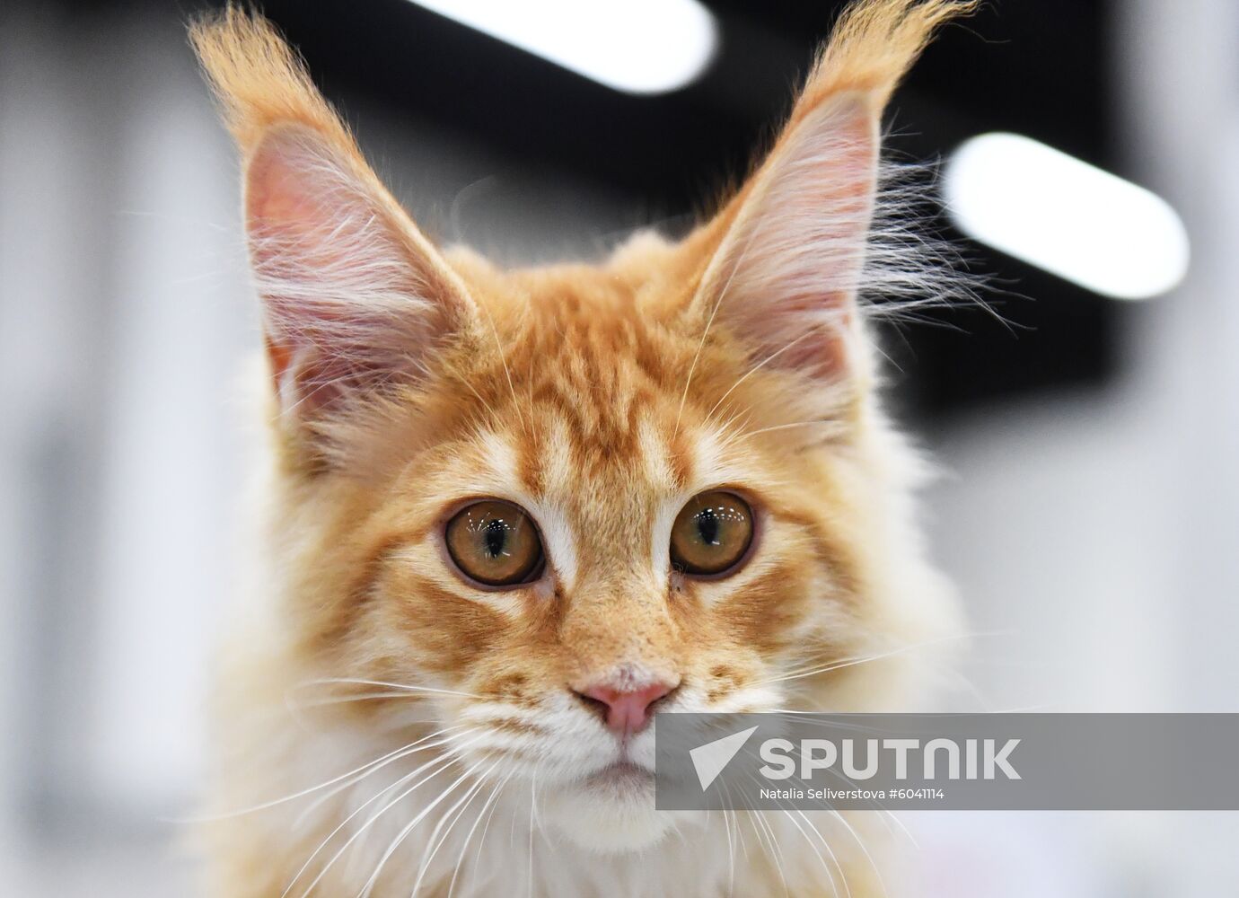 Russia Cats Show