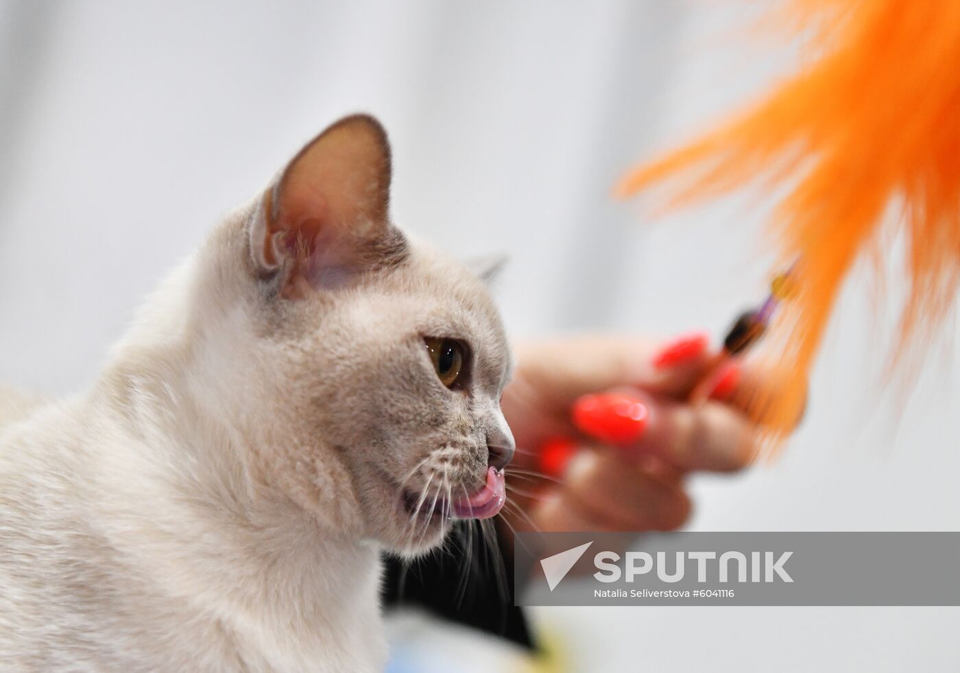Russia Cats Show