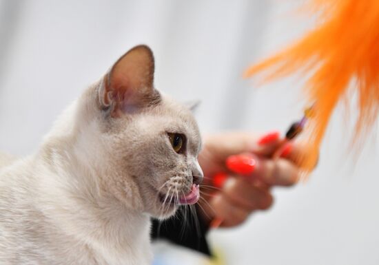 Russia Cats Show