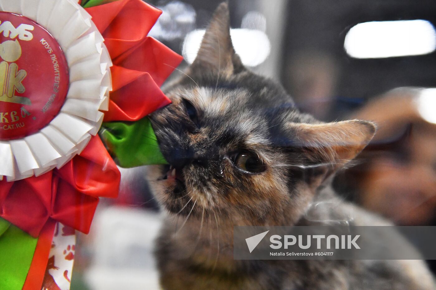Russia Cats Show
