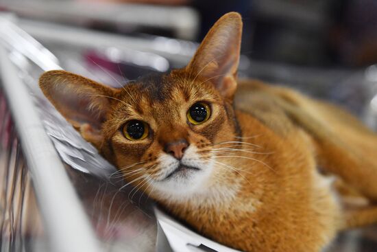 Russia Cats Show
