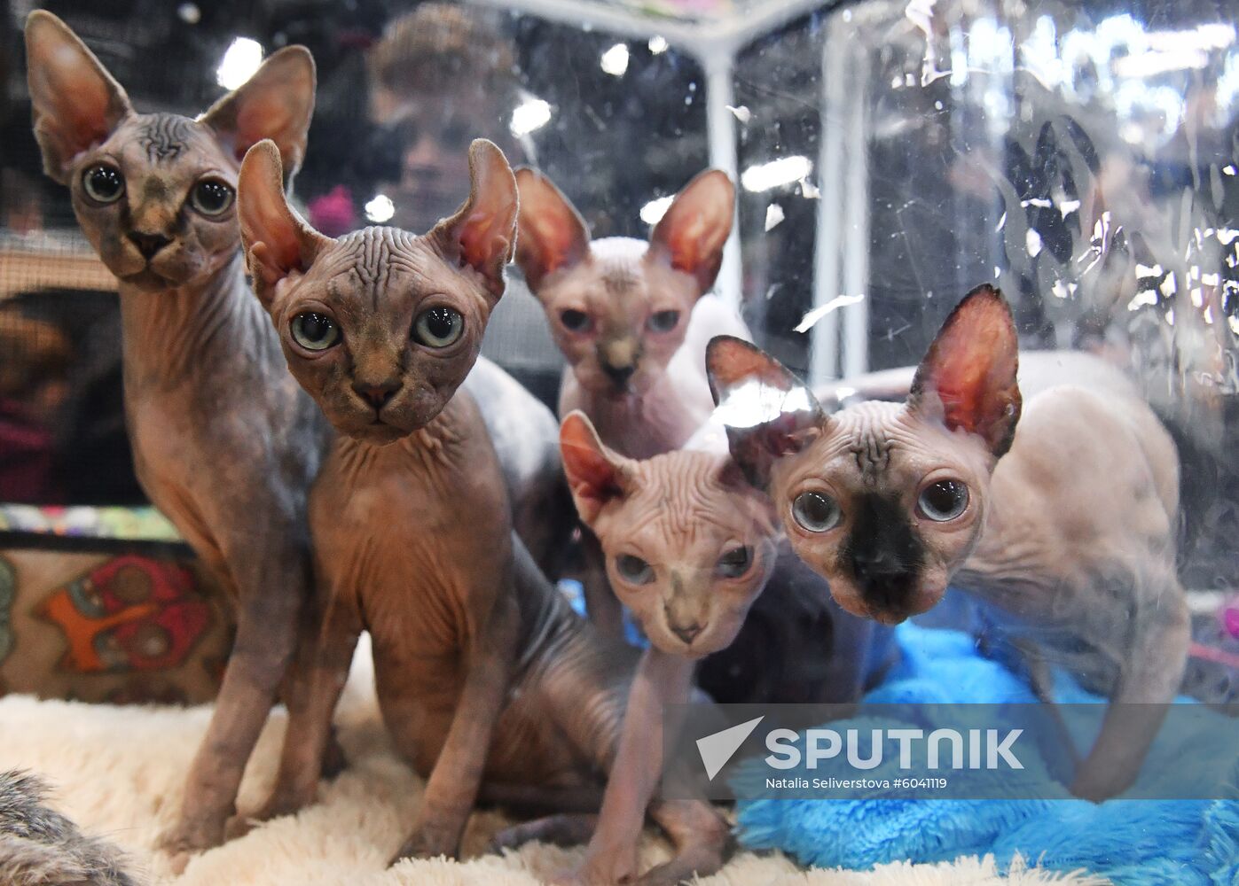 Russia Cats Show