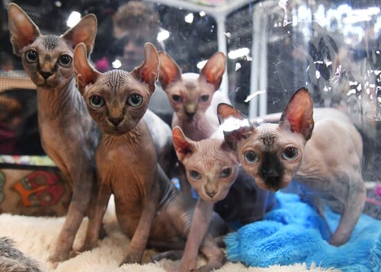 Russia Cats Show